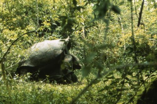 Accoppiamento-di-tartarughe-giganti