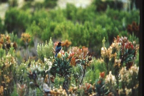 flora e fauna a mezza quota