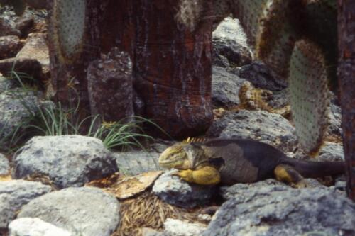 iguana-di-terra-galapagos