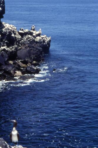Passero-dala-pata-blu-(-sula-con-le-zampe-azzurre)