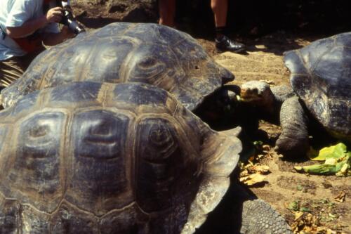 tartarughe-e-a-Galapagos