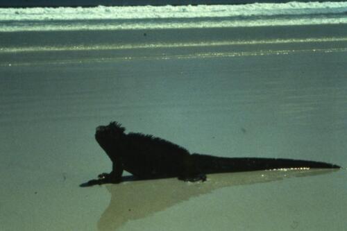 Iguana-di-mare