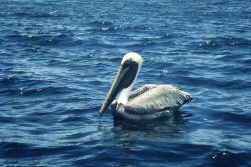 Un-pellicano