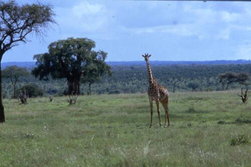 19 la solita giraffa