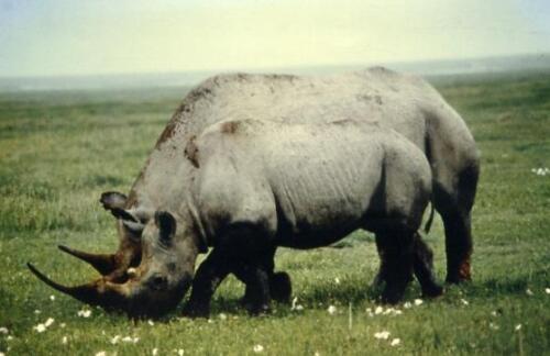 19 rinoceronti