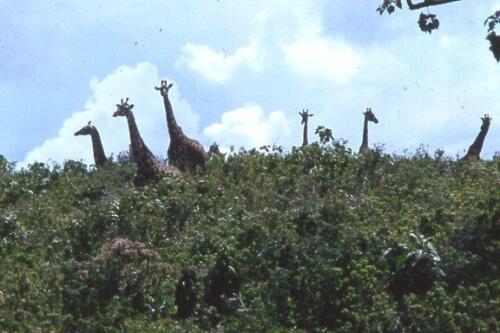 20 lle giraffe sono sempre curiose