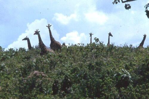 le giraffe sono sempre curiose