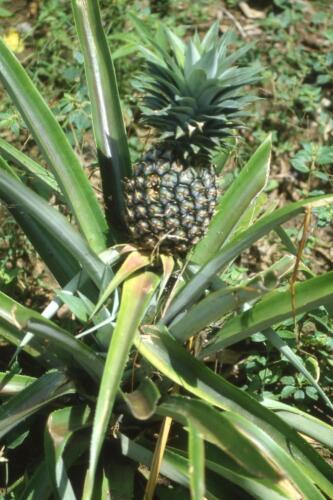 27 Ciole ananas