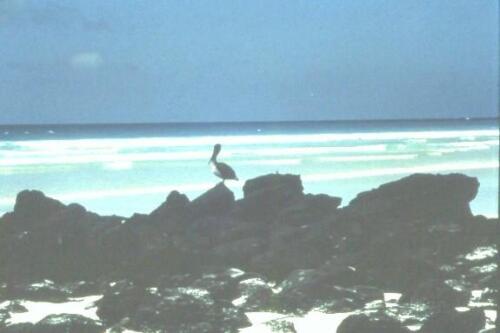 galapagos-.-Pellicano