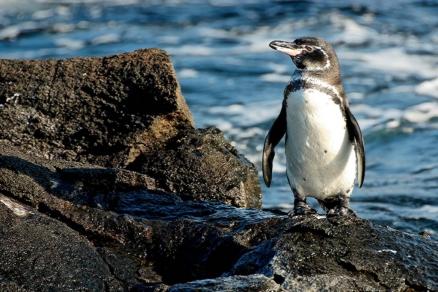 pinguini
